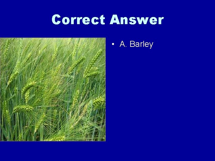 Correct Answer • A. Barley 