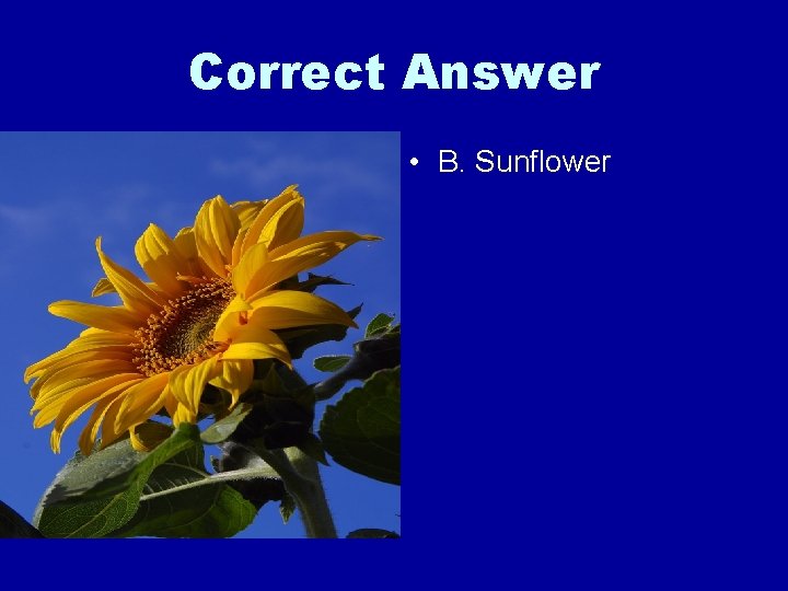 Correct Answer • B. Sunflower 