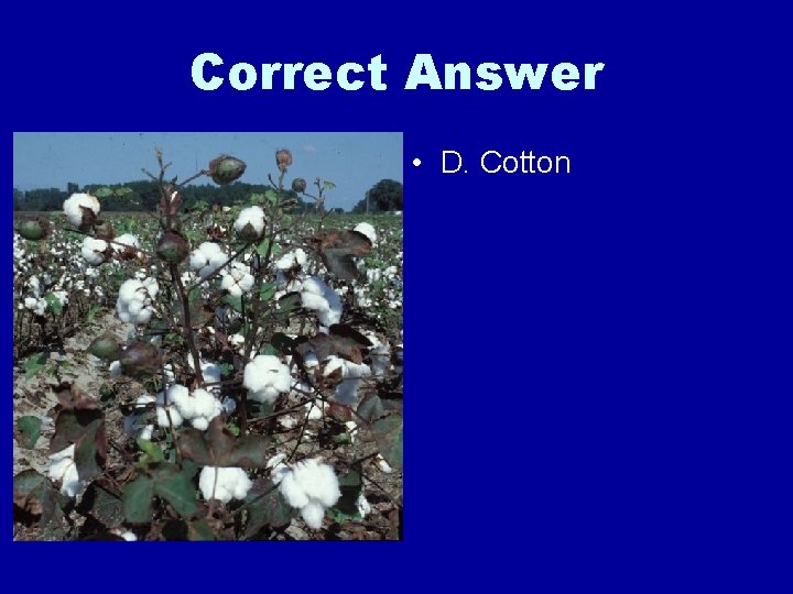 Correct Answer • D. Cotton 