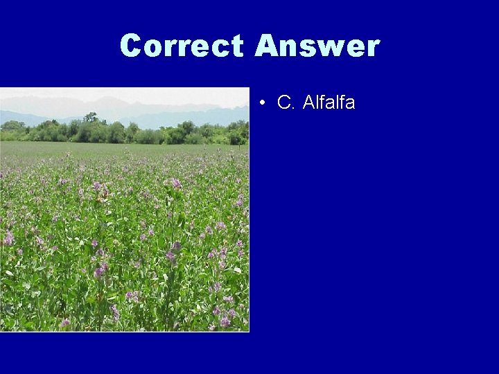 Correct Answer • C. Alfalfa 