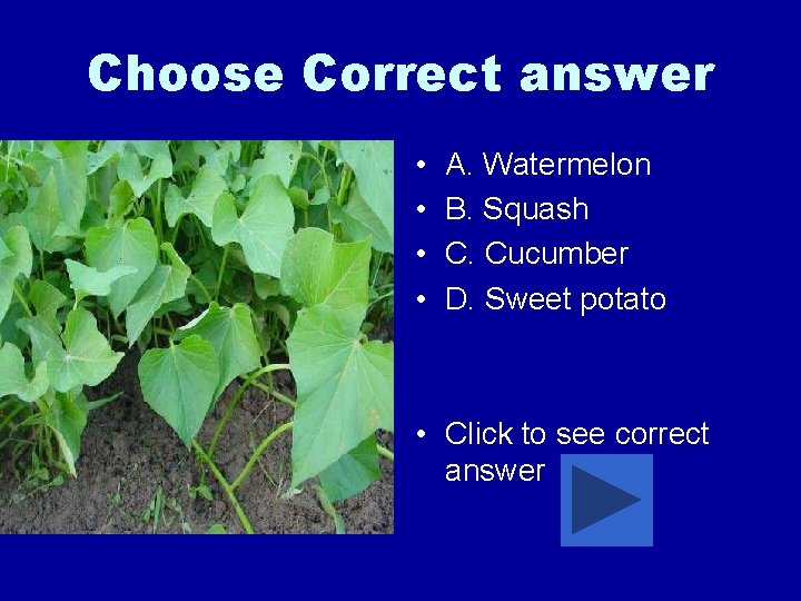 Choose Correct answer • • A. Watermelon B. Squash C. Cucumber D. Sweet potato