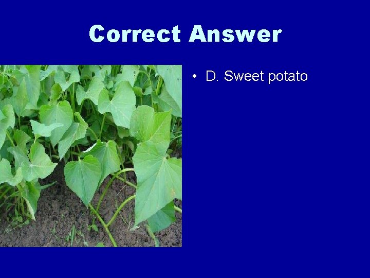 Correct Answer • D. Sweet potato 