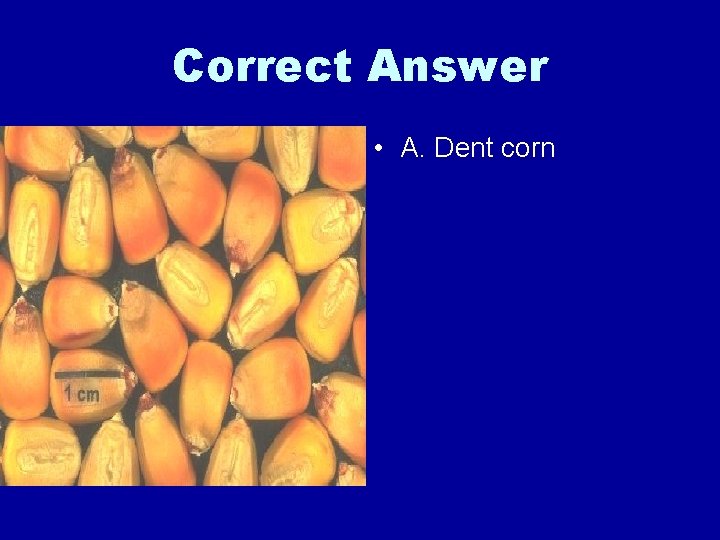 Correct Answer • A. Dent corn 