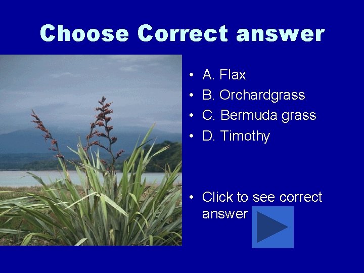 Choose Correct answer • • A. Flax B. Orchardgrass C. Bermuda grass D. Timothy