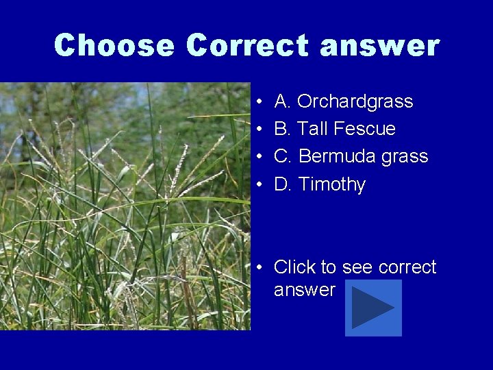 Choose Correct answer • • A. Orchardgrass B. Tall Fescue C. Bermuda grass D.
