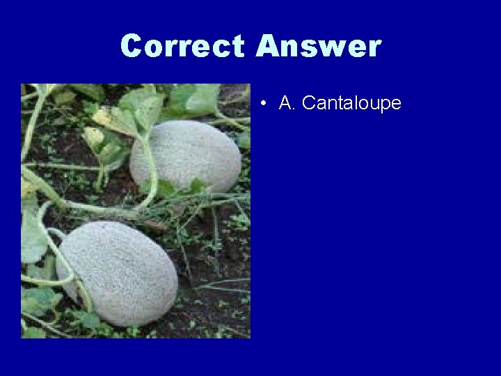 Correct Answer • A. Cantaloupe 