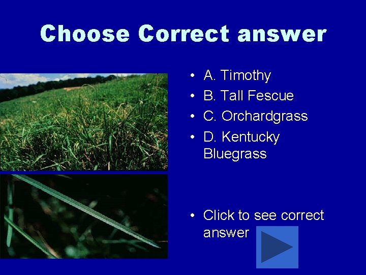 Choose Correct answer • • A. Timothy B. Tall Fescue C. Orchardgrass D. Kentucky