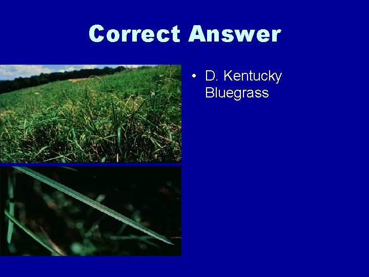 Correct Answer • D. Kentucky Bluegrass 