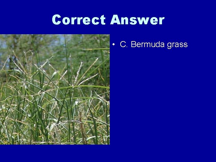 Correct Answer • C. Bermuda grass 