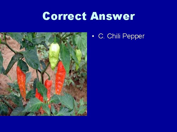 Correct Answer • C. Chili Pepper 