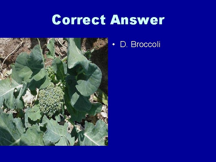 Correct Answer • D. Broccoli 