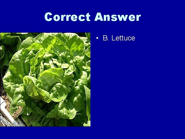 Correct Answer • B. Lettuce 