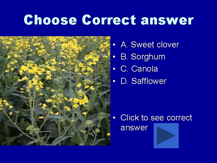 Choose Correct answer • • A. Sweet clover B. Sorghum C. Canola D. Safflower