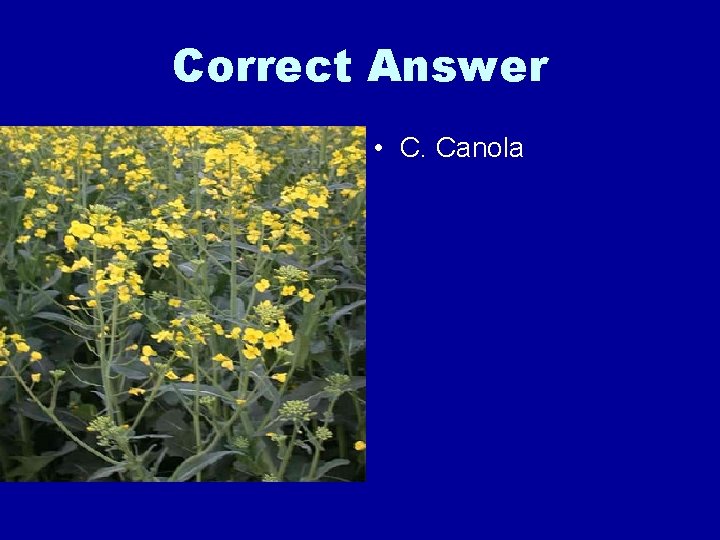 Correct Answer • C. Canola 