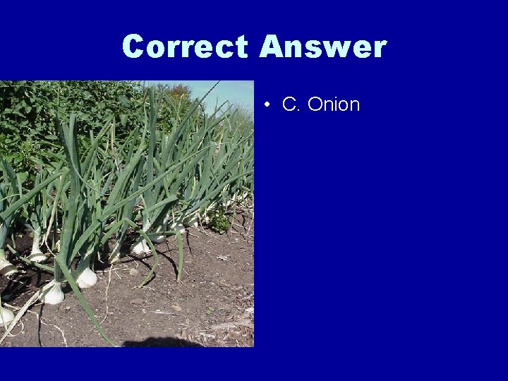 Correct Answer • C. Onion 