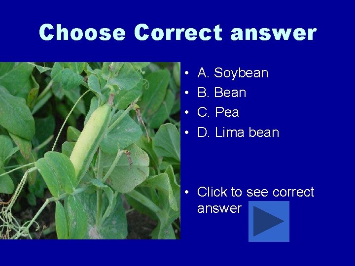 Choose Correct answer • • A. Soybean B. Bean C. Pea D. Lima bean