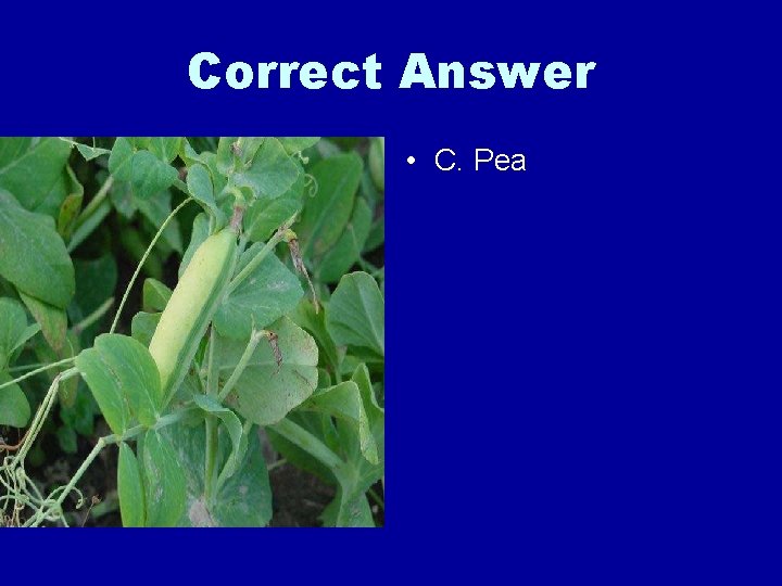 Correct Answer • C. Pea 