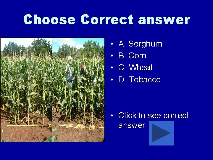 Choose Correct answer • • A. Sorghum B. Corn C. Wheat D. Tobacco •