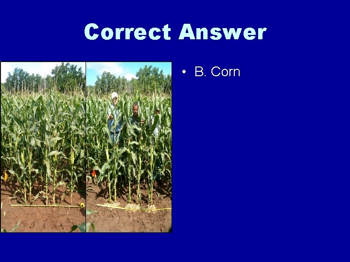 Correct Answer • B. Corn 