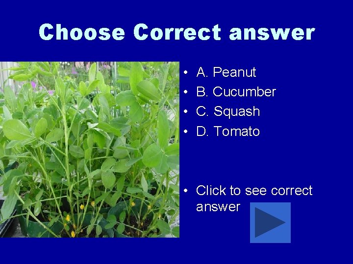 Choose Correct answer • • A. Peanut B. Cucumber C. Squash D. Tomato •