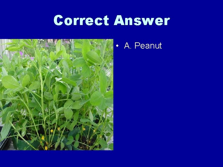Correct Answer • A. Peanut 