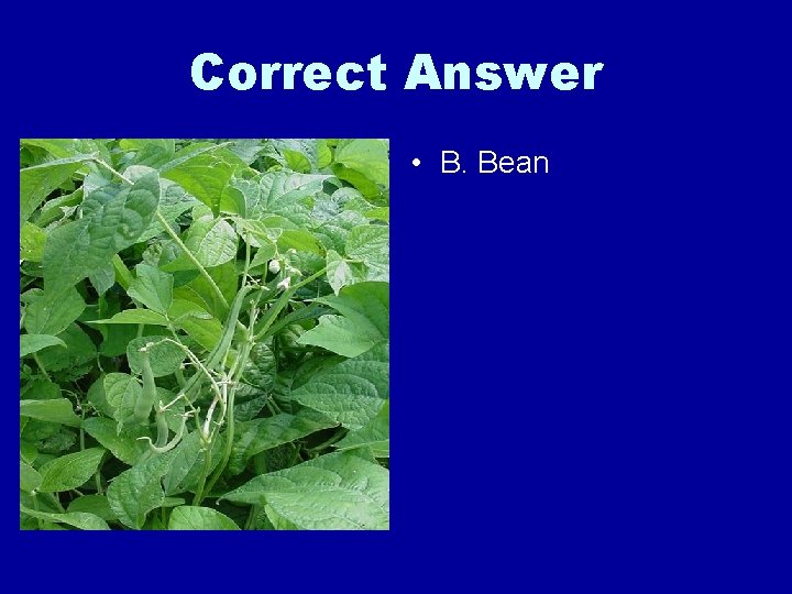 Correct Answer • B. Bean 