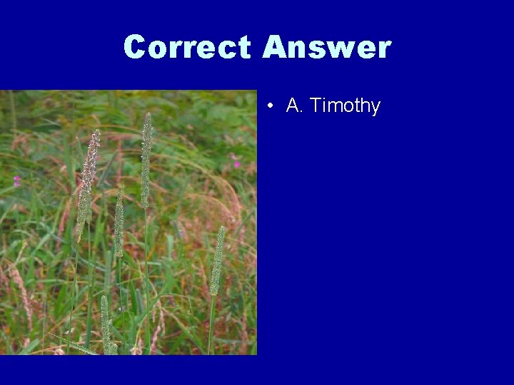 Correct Answer • A. Timothy 