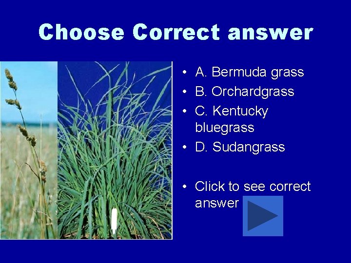 Choose Correct answer • A. Bermuda grass • B. Orchardgrass • C. Kentucky bluegrass