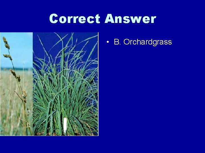 Correct Answer • B. Orchardgrass 