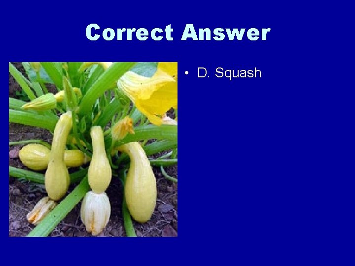 Correct Answer • D. Squash 