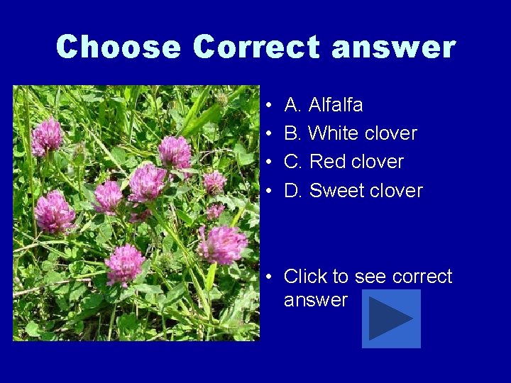 Choose Correct answer • • A. Alfalfa B. White clover C. Red clover D.