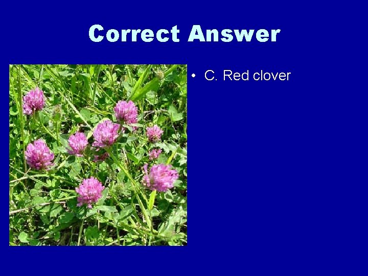 Correct Answer • C. Red clover 