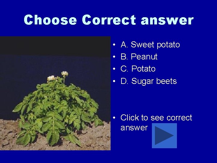 Choose Correct answer • • A. Sweet potato B. Peanut C. Potato D. Sugar