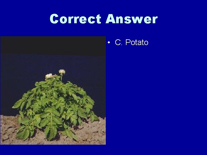 Correct Answer • C. Potato 