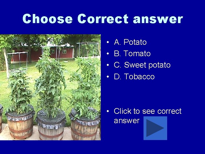 Choose Correct answer • • A. Potato B. Tomato C. Sweet potato D. Tobacco