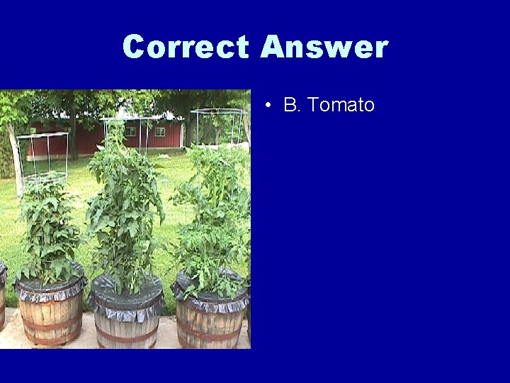 Correct Answer • B. Tomato 