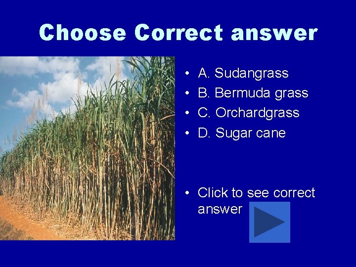 Choose Correct answer • • A. Sudangrass B. Bermuda grass C. Orchardgrass D. Sugar