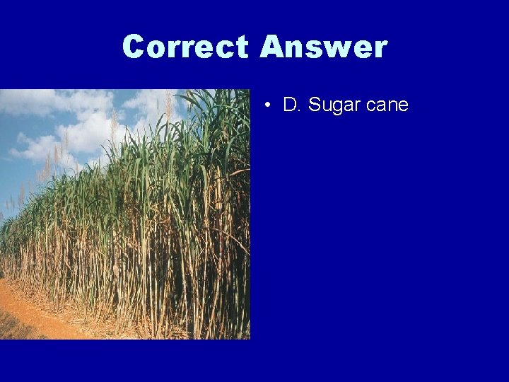 Correct Answer • D. Sugar cane 