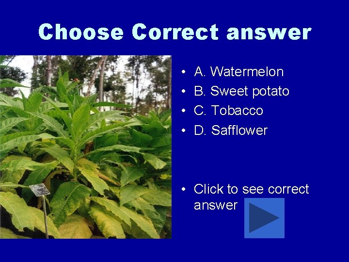 Choose Correct answer • • A. Watermelon B. Sweet potato C. Tobacco D. Safflower