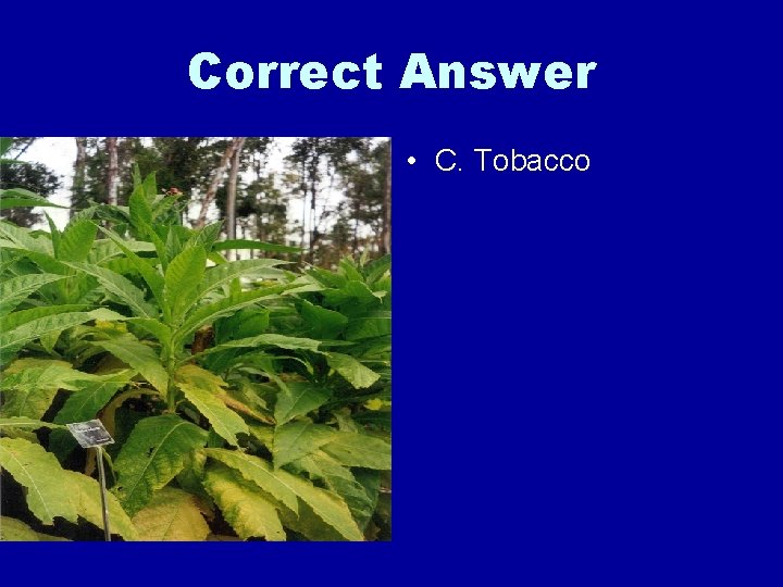 Correct Answer • C. Tobacco 