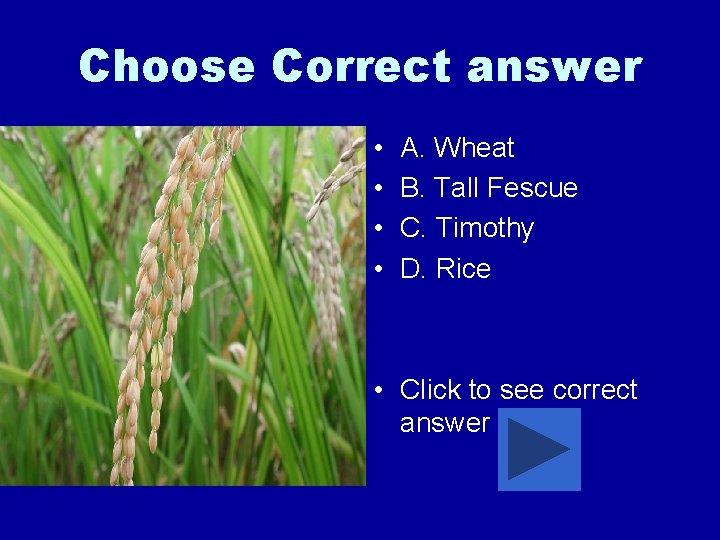 Choose Correct answer • • A. Wheat B. Tall Fescue C. Timothy D. Rice