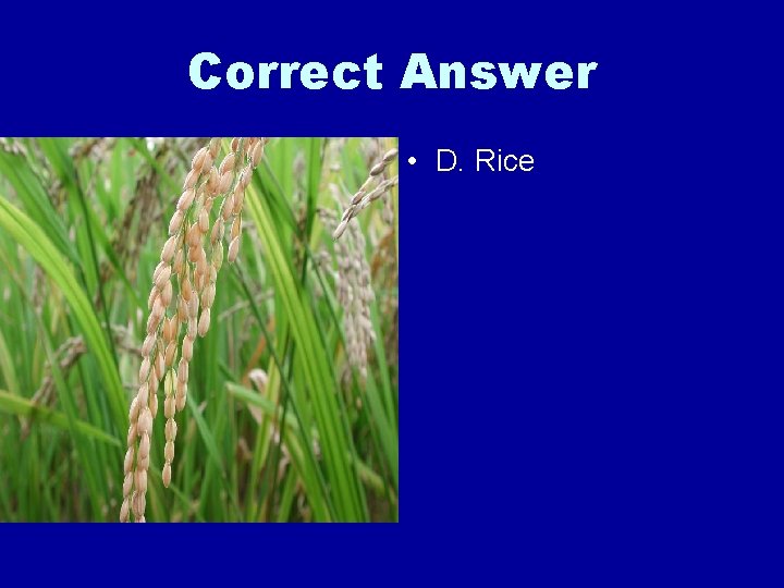 Correct Answer • D. Rice 