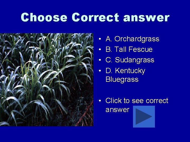 Choose Correct answer • • A. Orchardgrass B. Tall Fescue C. Sudangrass D. Kentucky