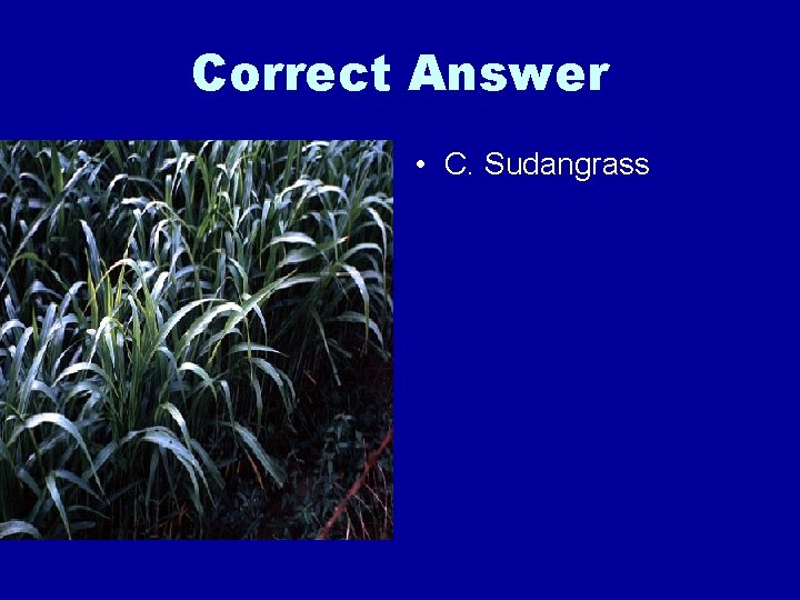 Correct Answer • C. Sudangrass 