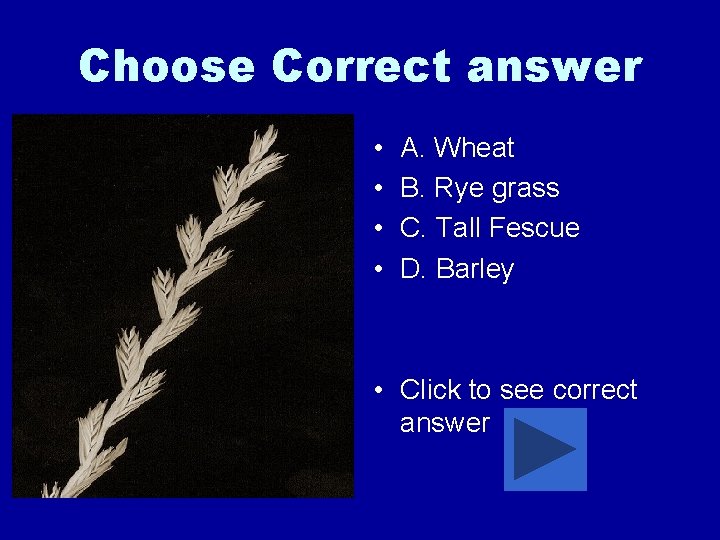 Choose Correct answer • • A. Wheat B. Rye grass C. Tall Fescue D.