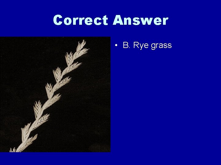 Correct Answer • B. Rye grass 