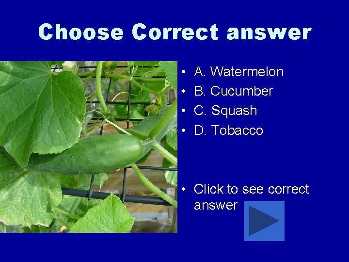 Choose Correct answer • • A. Watermelon B. Cucumber C. Squash D. Tobacco •