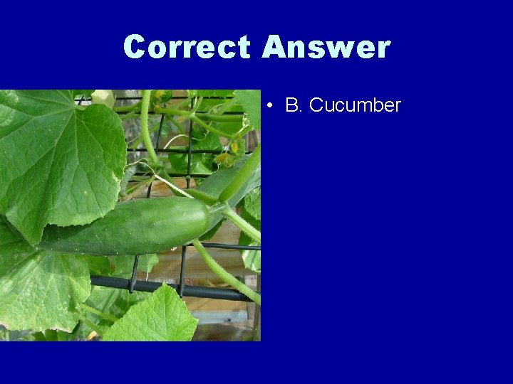 Correct Answer • B. Cucumber 