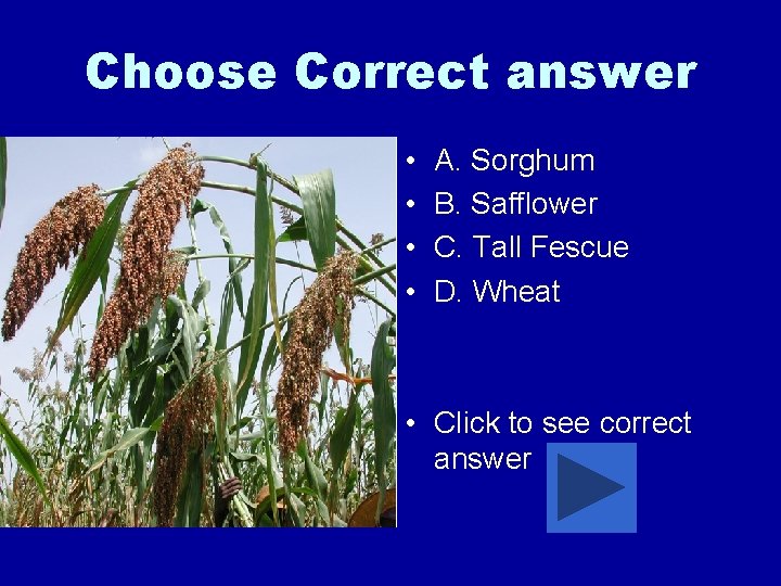 Choose Correct answer • • A. Sorghum B. Safflower C. Tall Fescue D. Wheat