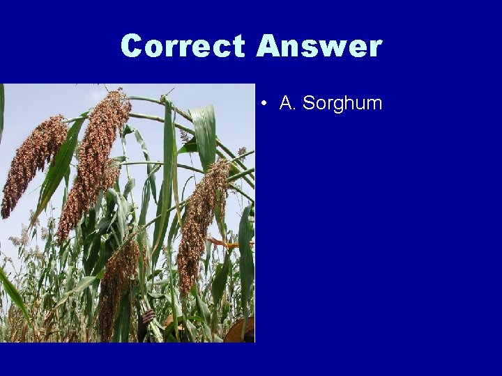 Correct Answer • A. Sorghum 